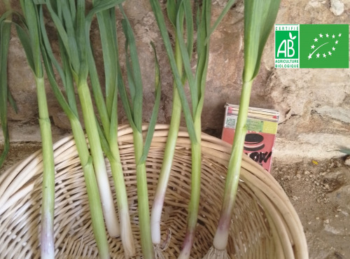 LES JARDINS DE KARINE - Ail frais de printemps en bottes (16 tiges) - 200g