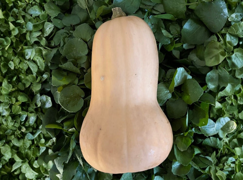 Cressonnière de Montmirault - Courge butternut