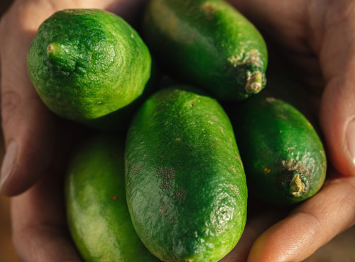 Maison Gannac - Citron caviar BIO (faustrime)