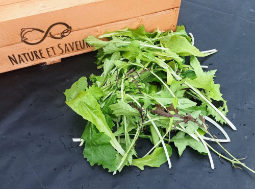 Nature et Saveurs - Ferme Aquaponique et Permacole Astérienne - Mesclun de Jeunes Pousses