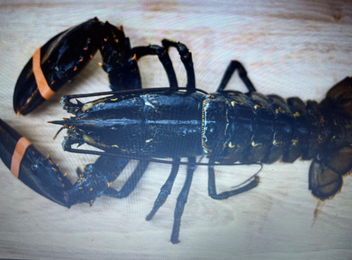 Notre poisson - Homard vivant - 800g