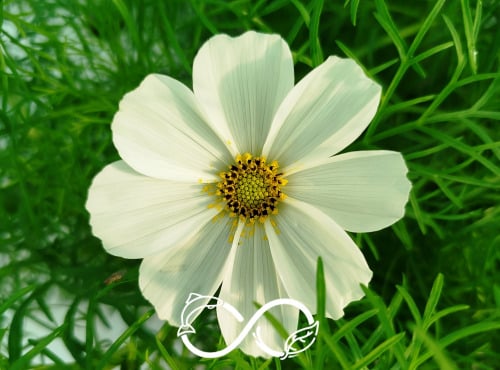 Nature et Saveurs - Ferme Aquaponique et Permacole Astérienne - Cosmos comestible – légèreté florale et parfum de noisette