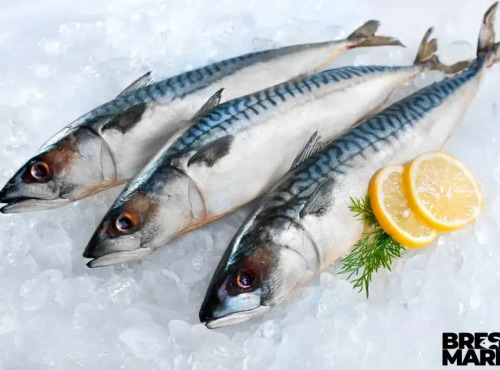 Brest Marée - Maquereaux Lignes - 1kg