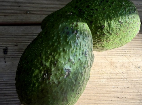 L'OLIVERAIE DU COUDON - AVOCATS A FAIRE MURIR 2 PIECES env 600gr PROMO