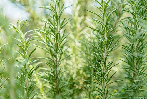 Naturélium - Romarin sauvage - botte de 100g