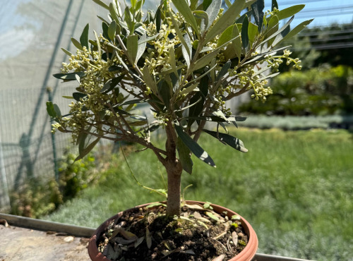 L’Oliveraie du Coudon - OLIVIER BONZAI en pot de 25cm