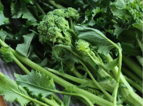 Nature et Saveurs - Ferme Aquaponique et Permacole Astérienne - Brocoletto CIMA DI RAPA