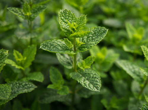 Maison Argentain - Menthe Verte - 70g