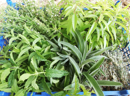 Les Jardins du Mas de Greil - Bouquet Garni, Bouquet Frais