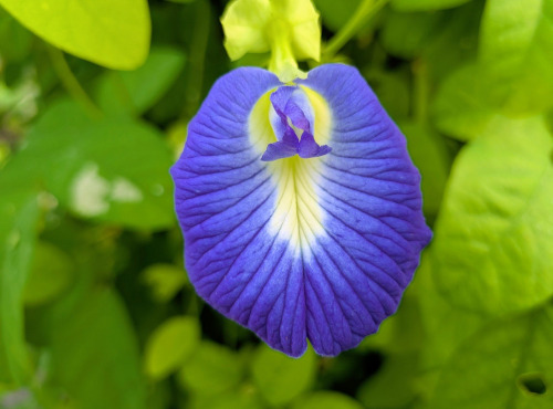 Nature et Saveurs - Ferme Aquaponique et Permacole Astérienne - Fleurs de pois papillon bleu ornement - 100 fleurs