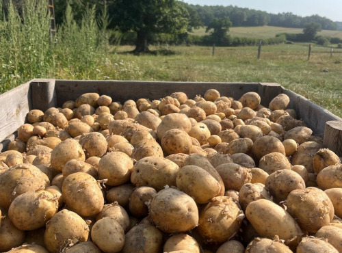 L’Echo Paysan - Pomme de terre Variété Babylon bio x2kg