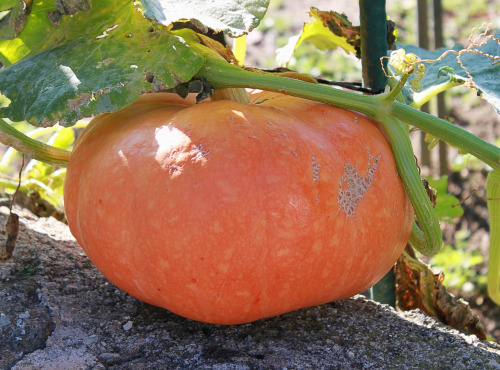 La Ferme des petits fruits - Potiron Entier Bio 5 kg