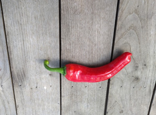 HERBA HUMANA - Piment frais Padrón 50g