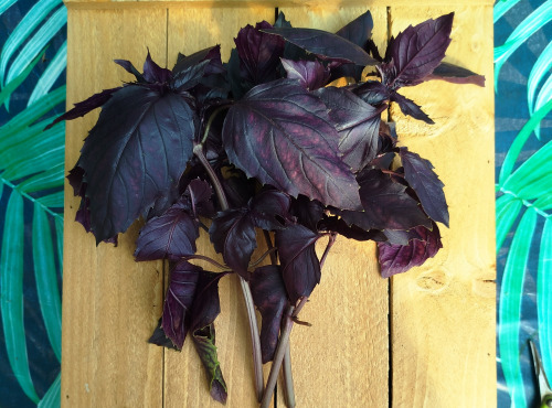 Nature et Saveurs - Ferme Aquaponique et Permacole Astérienne - Basilic pourpre — aromate frais de la ferme