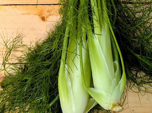 Nature et Saveurs - Ferme Aquaponique et Permacole Astérienne - Fenouil vrac sans fanes - 1kg