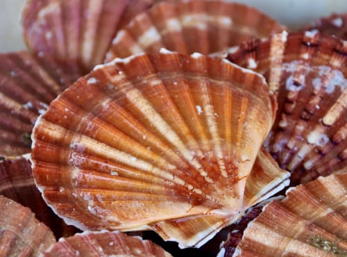 La Paysanne des Mers - Coquilles Saint-Jacques vivantes - 3kg