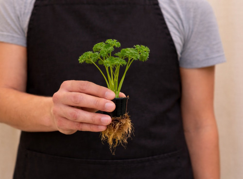 Nature et Saveurs - Ferme Aquaponique et Permacole Astérienne - Persil frisé vivant – fraîcheur aérée et coupe à la demande