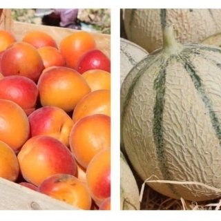 Domaine Reverchon - 5KG Abricot du Vaucluse + 5KG de Melon du Vaucluse
