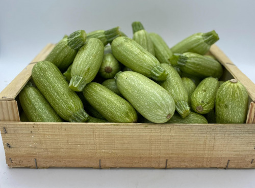 Le Panier du Producteur - Courgette Blanche