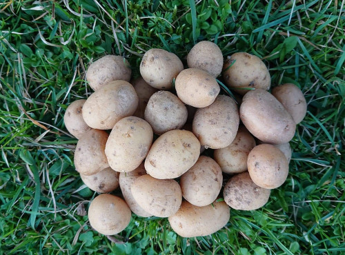 La Ferme Boréale - Pommes De Terre Agata Calibre Grenaille - 10kg