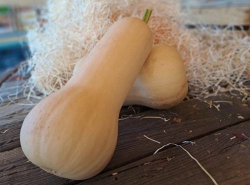 Les Jardins de Gérard - Butternut Bio - 500 à 800 g