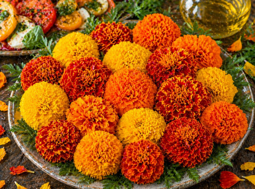 Nature et Saveurs - Ferme Aquaponique et Permacole Astérienne - Fleur de tagète rose d’Inde – intensité et signature visuelle