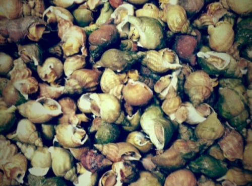 Thaëron - Bulots - Barquette de 1 kg