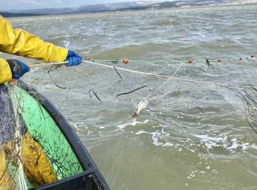 Pêcheur Toni  Micheau - Daurade Royale Sauvage De Méditerranée - Une Pièce De 350g