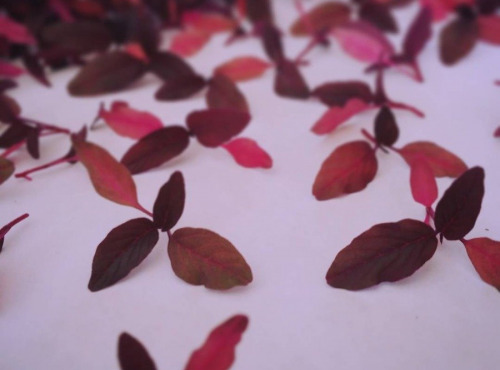 Nature et Saveurs - Ferme Aquaponique et Permacole Astérienne - Amarante rouge jeunes feuilles - 50g