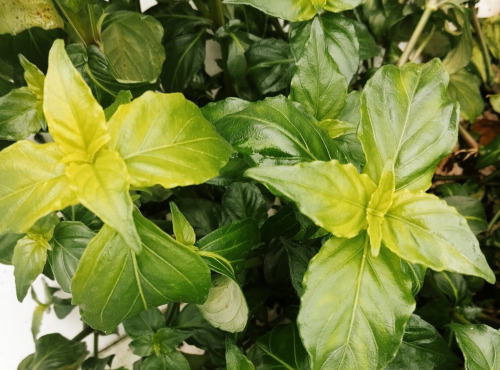 Nature et Saveurs - Ferme Aquaponique et Permacole Astérienne - Rungia klossii – la plante au goût de champignon frais