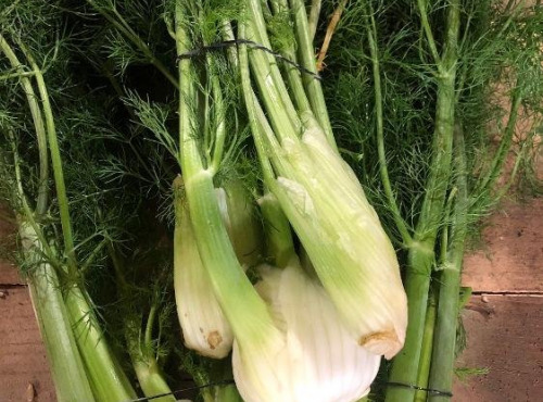 ChâteauFer - Fenouil jeune botte