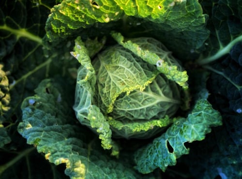 La Ferme d'Artaud - Chou vert extra doux - pièce