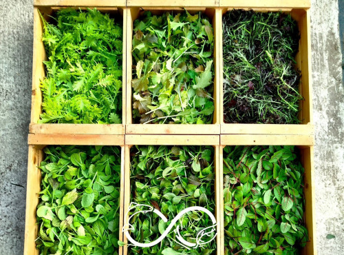 Nature et Saveurs - Ferme Aquaponique et Permacole Astérienne - Mesclun de saison – Jeunes feuilles gastronomiques