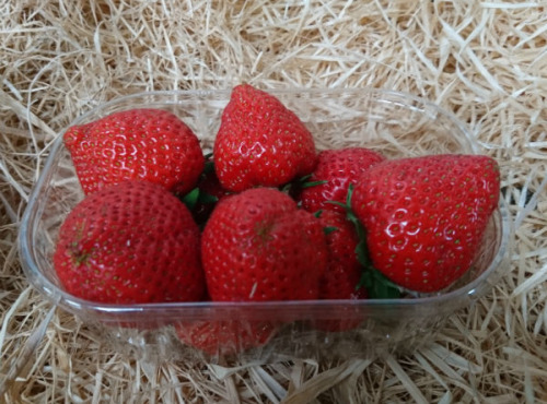 La Fraise de La Baule - Fraise Charlotte Burban Producteur