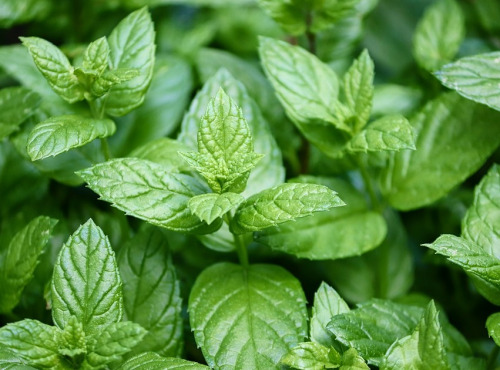 Les Jardins du Mas de Greil - Menthe Poivrée, Feuilles Fraîches