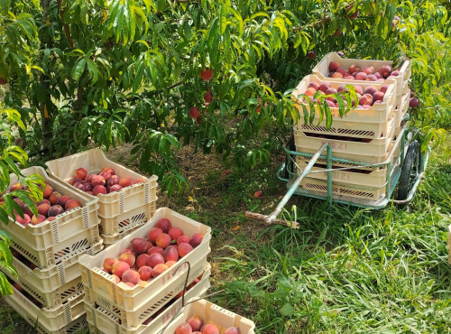Massot Delphine et Garrigue Marc - Peches et/ou nectarines du Roussillon BIO pour jus, confiture ou compote