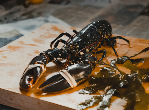 Thalassa Tradition - Homard Vivant Normandie - 1 kg