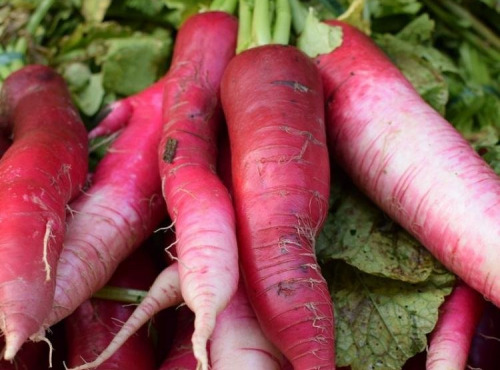 ChâteauFer - Radis d'hiver - China rose - Sachet 500g