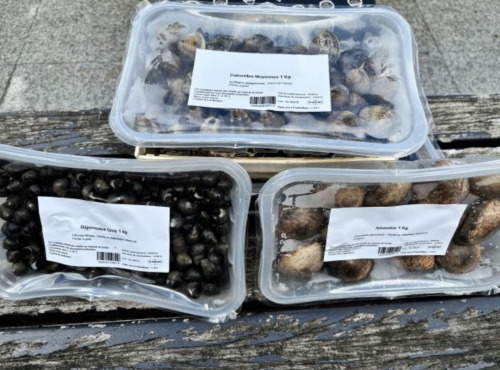 Saint Kerber - Cancale - Mix de la mer 3kgs - Amandes/Palourdes/Bigorneaux