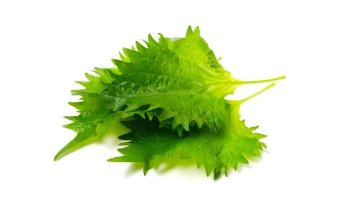 Eauzons ! - Shiso vert
