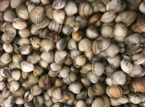 Mer Sea - Coques vivantes de Normandie 500G