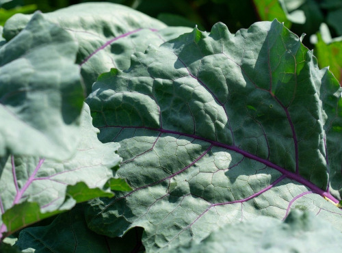 Nature et Saveurs - Ferme Aquaponique et Permacole Astérienne - Chou-Rave Vert Jeunes Feuilles 50g