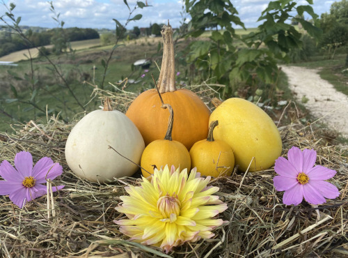 Ferme Sinsac - Panier découverte des courges anciennes 3kg