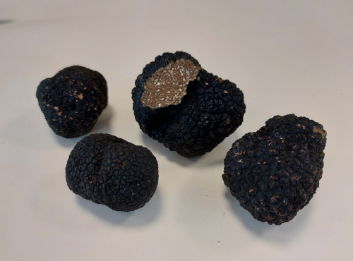 ALENA la Truffe d'Aquitaine - Truffe De Bourgogne Fraîche Tuber Uncinatum Morceau - 500g