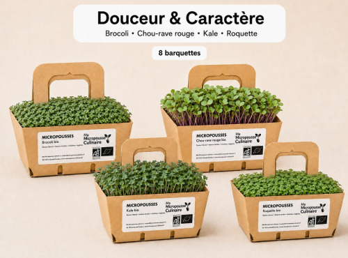 Ma Micropousse culinaire - Micro-pousses bio – Pack Douceur & Caractère – Brocoli, chou rouge, kale & roquette – 8 barquettes