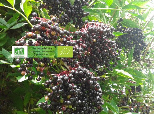 LES JARDINS DE KARINE - Sureau surgelé - 1 kg