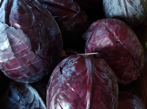 Aux Jardins des Colibris - Chou pomme rouge Bio