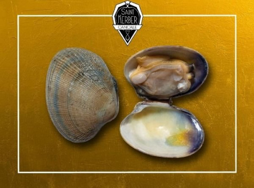 Saint Kerber - Palourdes - calibre Moyennes - 3 kg