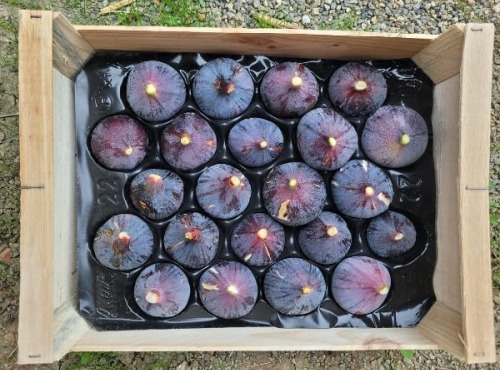 Figaro - Figues noires fraîches Bio – 7,8 à 8,8kg