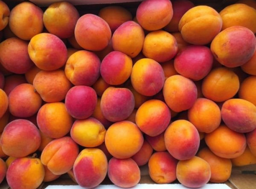 Vergers des brunots - Abricots pour confiture 10kg